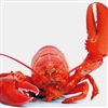 LobsterEmperor's avatar